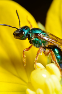 Metallic Sweat Bee, Augochlora sp. or Augochlorella sp., Miramar Fl.