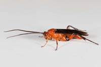 Agathidinae Braconid Wasp