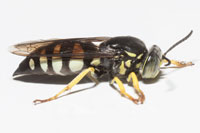 Bicyrtes quadrifasciatus, Four-banded Stink Bug Wasp