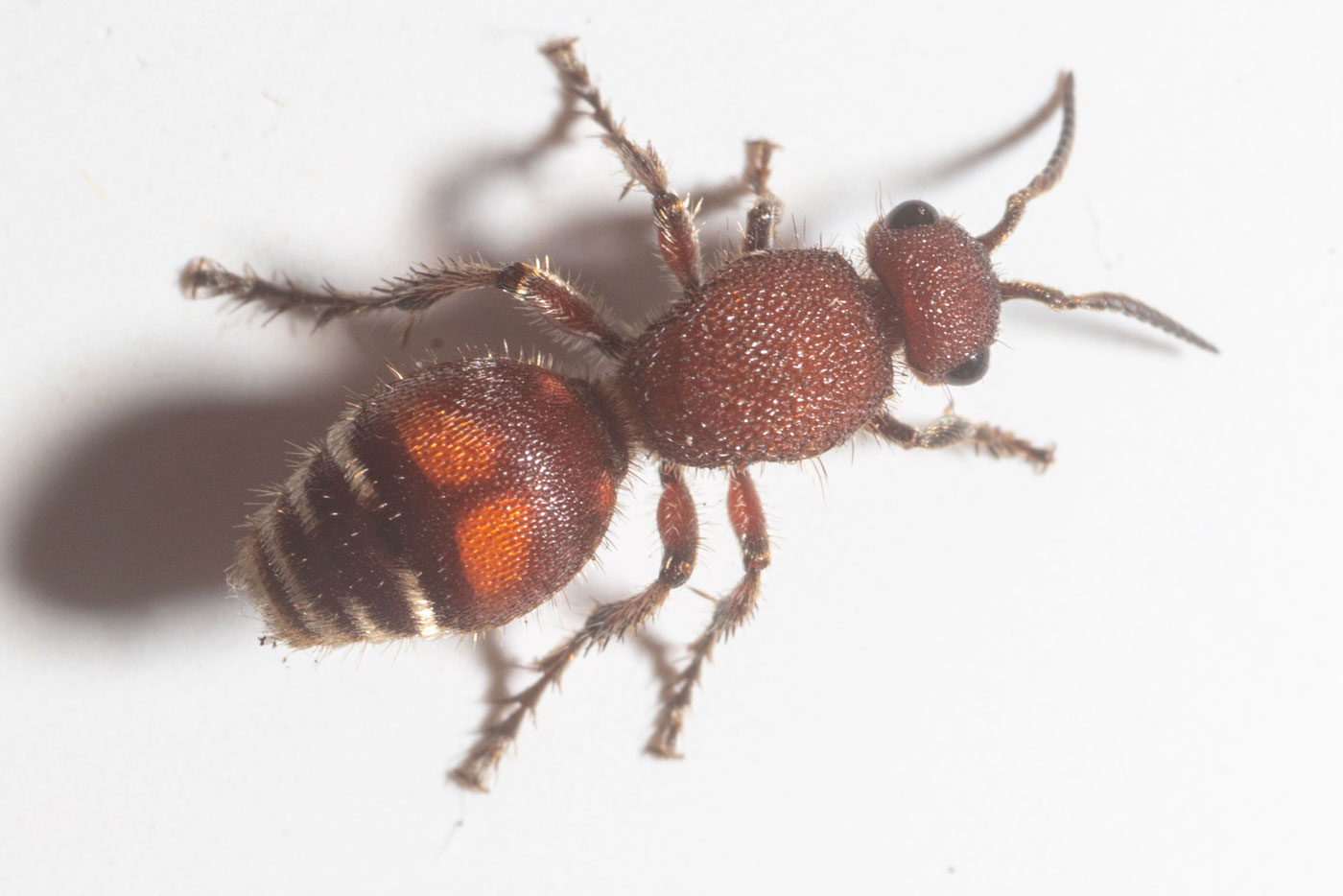 Dasymutilla quadriguttata, Four Spotted Velvet Ant, Chuluota Wilderness Area