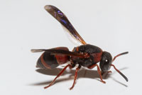Pachodynerus erynnis, Black and Red Mason Wasp