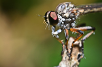 Robber Fly with Prey