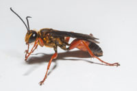 Sphex ichneumoneus, Great Golden Digger Wasp, Female
