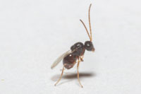 Synergini - Oak Inquiline Gall Wasps