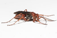 Tachypompilus ferrugineus ferrugineus, Rusty Spider Wasp