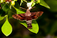 Hummingbird Moth Amphion floridensis.jpg