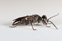Crabronini sp. Astata Wasp Melbourne Florida.