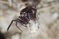 Lacrodectus mactans Southern Black Widow