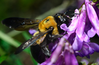 Eastern Carpenter Bee, Xylocopa virginica (L.)