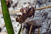 Pogonomyrmex badius worker carrying Solenopsis invicta queen