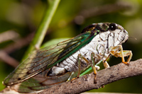 Swamp Cicada Tibicen pruinosus