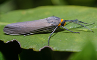 Cisseps fulvicollis - Yellow Collared Scape Moth
