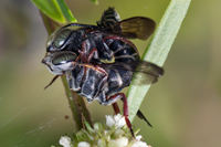 Coelioxys mating