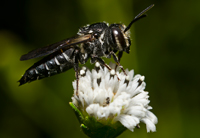 Clepto-Parasitic Bee, Coelioxys sp