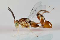 Chalcid Wasp, Conura