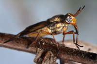 Deer Fly. Chrysops Flavidus. Miramar, Fl.