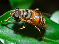 Flower Fly Bee Mimic. Miramar, Fl.