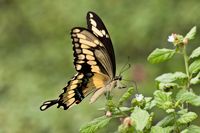 Giant Swallowtail Buterrfly