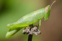 Green Orthoptera