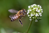Honey Bee Landing on a Flower