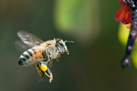 Honey Bee, Apis mellifera