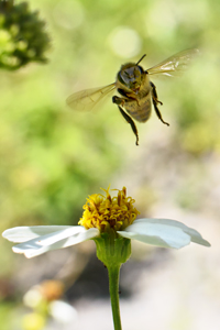 Honey bee in flight, Apis mellifera