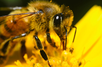 Honey Bee, Apis mellifera L