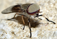 Male Tabanus lineola. Striped Horsefly