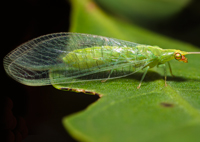 Lacewing