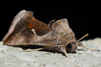 Anagrapha falcifera, Celery looper moth