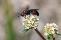 Male Mutillid Wasp