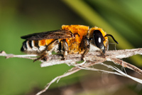 Megachile lanata