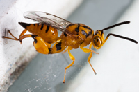 Chalcid Wasp, Chalcidoidea.