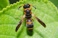 Mason Wasp, Stenodynerus fundatiformis