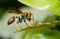 Paper Wasp, Mischocyttarus mexicanus cubicola Richards