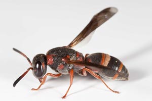 Parancistrocerus fulvipes rufovestis