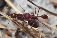 A Harvester Ant Worker Attacks a Fire Ant Queen