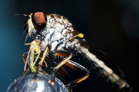 Robber Fly
