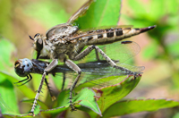 Robberfly Sucking the Insides Out of a Dragonfly