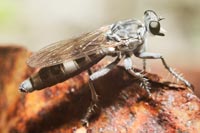 Robber Fly