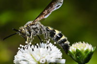 Campsomeris plumipes fossulana Male