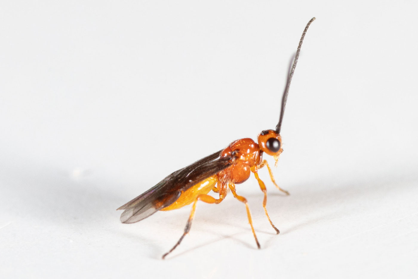 Unknown Braconid Wasp, Palm Bay