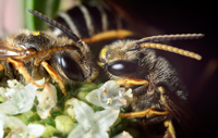 Sweat Bee, Halictidae Halictus sp.