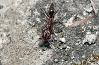 TrapJaw Ant