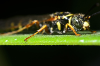 Five Banded Tiphiid Wasp, Myzinum quinquecintum