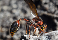 Potter Wasp with Mud BallDelta rendalli (Bingham)