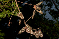 Eliconius charitonius, Zebra Long Tail Butterfly