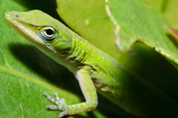 Cuban Anole