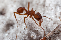 Trachymyrmex septentrionali Malabar Scrub Sanctuary, Fl